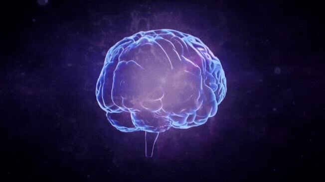 Cerveau